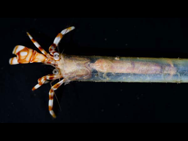 A species of hermit crab residing in a worm
tube.