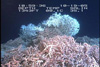 Frame grab from external bow video camera: dense coral development of mostly live Lophelia.
