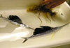 Juvenile Sailfish (Istiophurus platypterus) specimens caught with Neuston net.