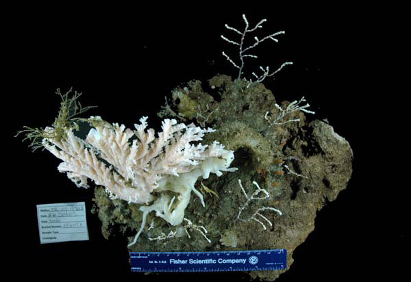 Sample of consolidated substrate collected at the Savannah banks. Attached are several corals, hydrozoans and other small invertebrates.  In addition, other animals including polychaete worms were using this rock as habitat.