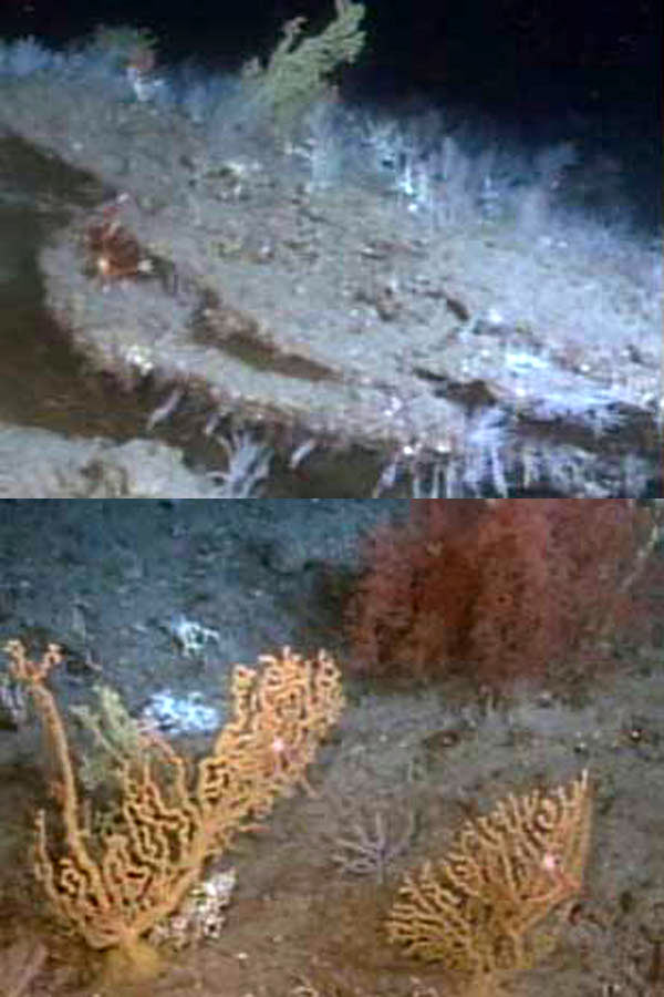 Examples of bottom habitat observed during the afternoon dive at Stetson Banks.
