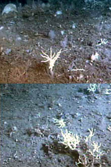 Examples of bottom habitat observed during the morning dive at Stetson Banks.