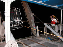A (roughtip grenadier) specimen photographed during a cruise dive.