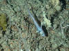 A roughtip grenadier specimen photographed during a cruise dive.