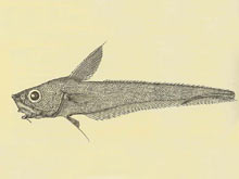 The drawing of Nezumia sclerorhynchus (roughtip grenadier) was from a paper by Marshall in 1973