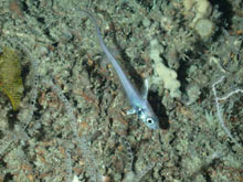 A (roughtip grenadier) specimen photographed during a cruise dive.
