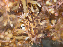 The sargassumfish spends its entire life in the Sargassum.