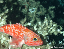A common predator that occurs on deep coral banks is the blackbelly rosefish.