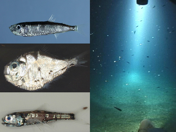 common mesopelagic fishes have been observed in dense aggregations near deep coral banks