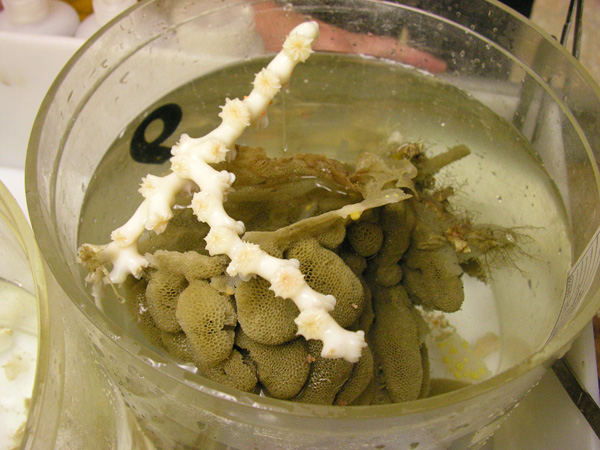 Collection of images of marine samples collected during the Life on the Edge 2005 Exploration.  Image courtesy of Life on the Edge 2005 Exploration, NOAA-OE.