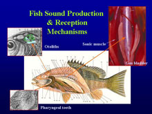Fish morphology diagram illustrating the sound producing mechanism associated with the gas bladder and sonic muscles in the sand seatrout, Cynoscion arenarius.