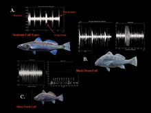 Spectrograms showing the variety of pulse types produced by various fish species.