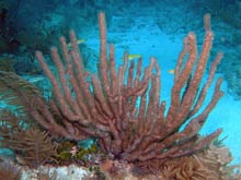 Shallow water Bahamian reef supports a diverse array of corals, sponges, and fish.