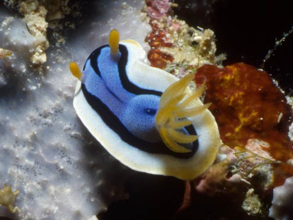 Soft-bodied nudibranchs use toxic chemicals to protect them from predators. This nudibranch obtains its distasteful compounds from its sponge diet.