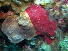 The red sponge (Cliona, on the right) lives in live coral colonies (left).  Related sponges use marine natural products to invade and kill coral colonies.