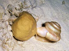 Figure 1. The slit shell, Bayerotrochus midas feeding on a sponge at a depth of 2,500 ft in the Bahamas.