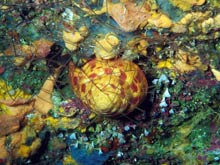 Figure 2. The shallowest dwelling slit shell, Entemnotrochus adansonianus, beneath a net-like branching atipatharian coral, and above a group of white solitary corals (Thalamophyllia sp).