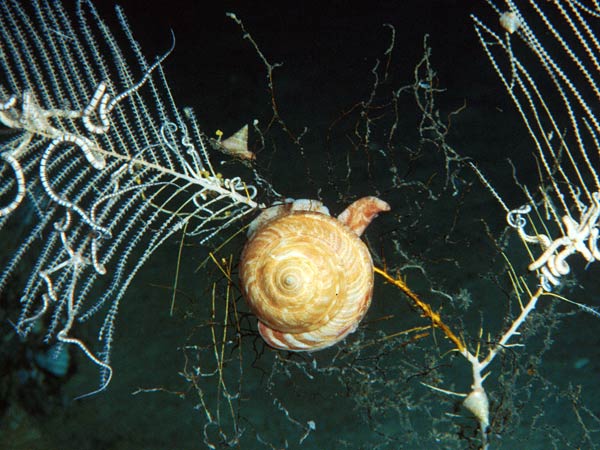 Figure 3. The slit shell Perotrochus quoyanus feeding on a soft coral.