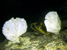 These look like sea fans at first glance, but they are actually a type of sponge that also has a flattened fan shape. The large surface is oriented facing the current to take advantage of food flowing in the water. These types of animals give us an idea of the prevailing current in an area.