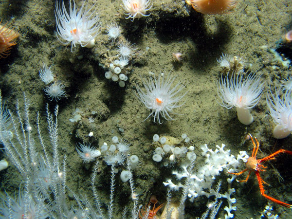 This is a photograph of a patch of hard-bottom habitat in the Gulf of Mexico. In this small area, there are several species of anemones, sponges, a black coral, stony corals and a crab, illustrating the extremely high diversity possible in these ecosystems.