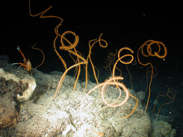These are black coral sea whips - another type of coral often found in patches on deepwater hard bottom surfaces. They do not create the intricate habitat formed by corals like Lophelia, but every little bit of shelter is precious if you are small and tasty.