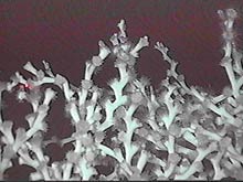 This thicket of Lophelia pertusa corals from the Gulf of Mexico displays the calcium carbonate skeleton and the coral tentacles.