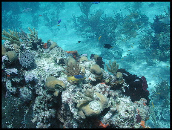 Shallow water Bahamian reef supports a diverse array of corals, sponges, and fish.