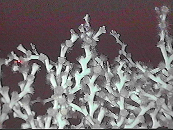 This thicket of <em>Lophelia pertusa</em> corals from the Gulf of Mexico displays the calcium carbonate skeleton and the coral tentacles.