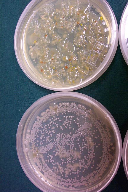 Microorganisms cultivated from deep-water organisms.
