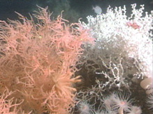 This striking picture shows the contrast between the bright white Lophelia colony and the deep orange antipatharian (Black Coral).