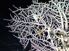 stony coral with distinctive zig-zag shape