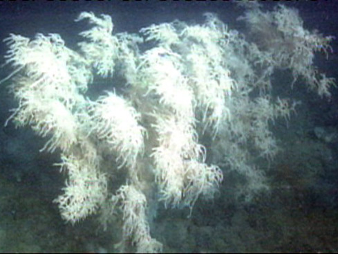 This large white antipatharian (Black Coral) colony is well over a meter tall.