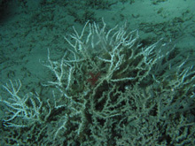 Figure 1: The deep sea coral Enallopsammia profunda.