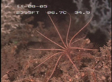 Figure 3.  A feather star, also known as an unstalked crinoid.
