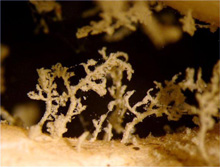 Figure 4. Mystery creature: a fuzzy tree-like organism (or its house) on a dead coral branch.
