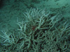 The deep sea coral Enallopsammia profunda.