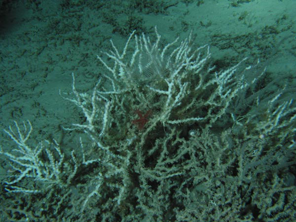 Figure 1: The deep sea coral Enallopsammia profunda