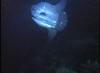 The ocean sunfish Mola Mola swimming over the top of a Lophelia coral reef.