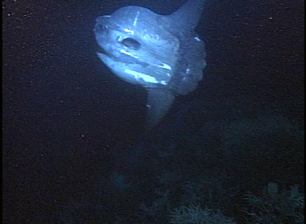 Figure 2: Mola mola fish