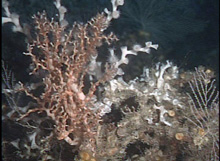 diverse corals