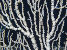 Close-up of the bamboo coral.