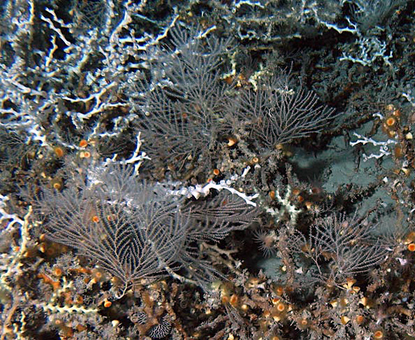 Figure 1: Primnoid octocorals among Lophelia at approximately 2500 ft in depth.
