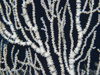 Close-up of the bamboo coral Keratoisis flexibilis.