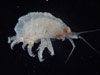 A new species of commensal amphipod collected from Paramuricea coral.