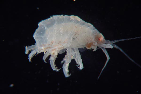 Figure 2:  A new species of commensal amphipod collected from Paramuricea coral.  The brown spots may be used to mimic the coral's polyps.