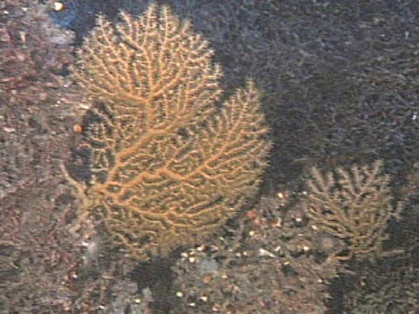 Figure 3:  Paramuricea coral.