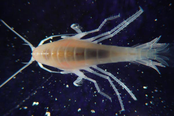 Figure 4:  The dorsal (top) view of a new amphipod living in a commensal relationship with the bamboo coral Keratoisis flexibilis.