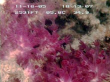 Figure 2:  Delicate purple octocoral polyps provide some color among the brown of standing dead coral.