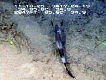 Figure 3: Tripod fish seen at 2800 feet.
