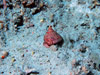 The Lovely Slit Shell, Perotrochus amabilis inhabits a rubble strewn area between 850 and 700 ft.